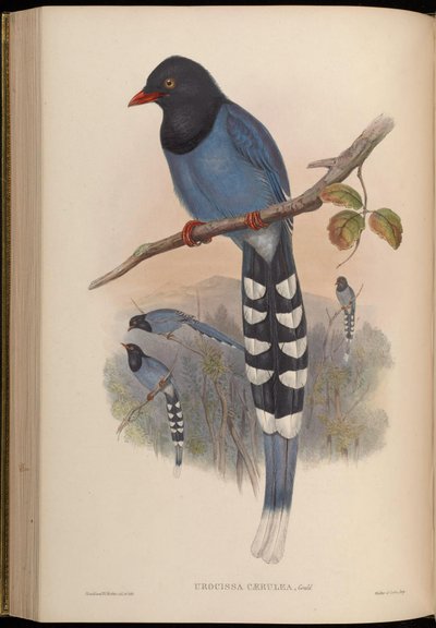 Urocissa caerulea od John Gould